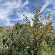 comp-IMG-4275