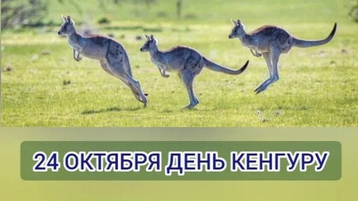 https://i.ibb.co/LhZhff5n/IMG-2297.jpg