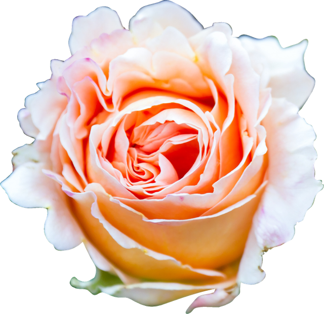 roses 2482763