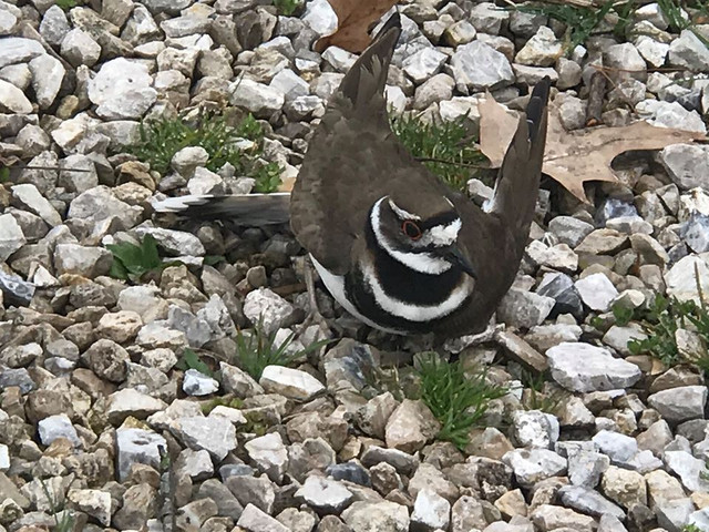 killdeer3