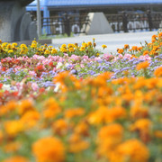 DSC5477