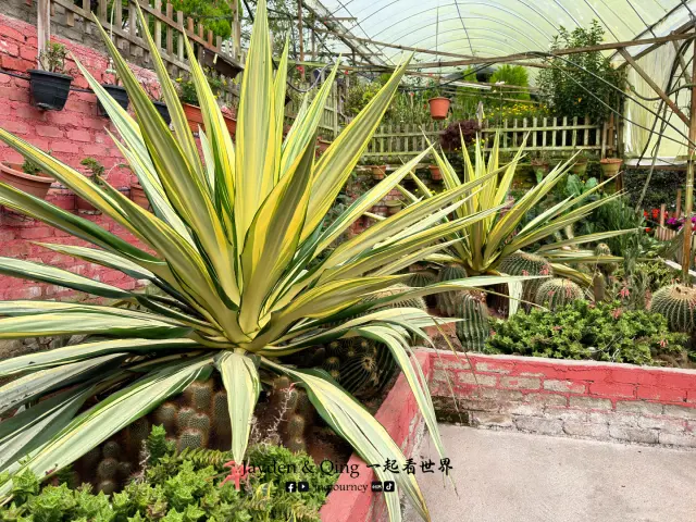 Big Red Strawberry Farm9.webp