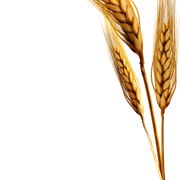 Wheat1