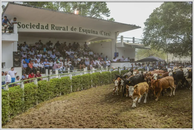 INFO RURAL- EXITOSO REMATE DE PEQUEÑOS PRODUCTORES EN LA SOCIEDAD RURAL DE ESQUINA