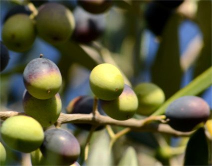 Variété d'olive Dritta