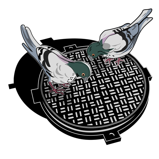 pigeon-v2-01