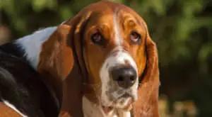 Simple Dietary Boost Can Transform Basset Hound Skin and Coat