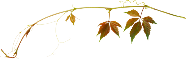 Leaves05
