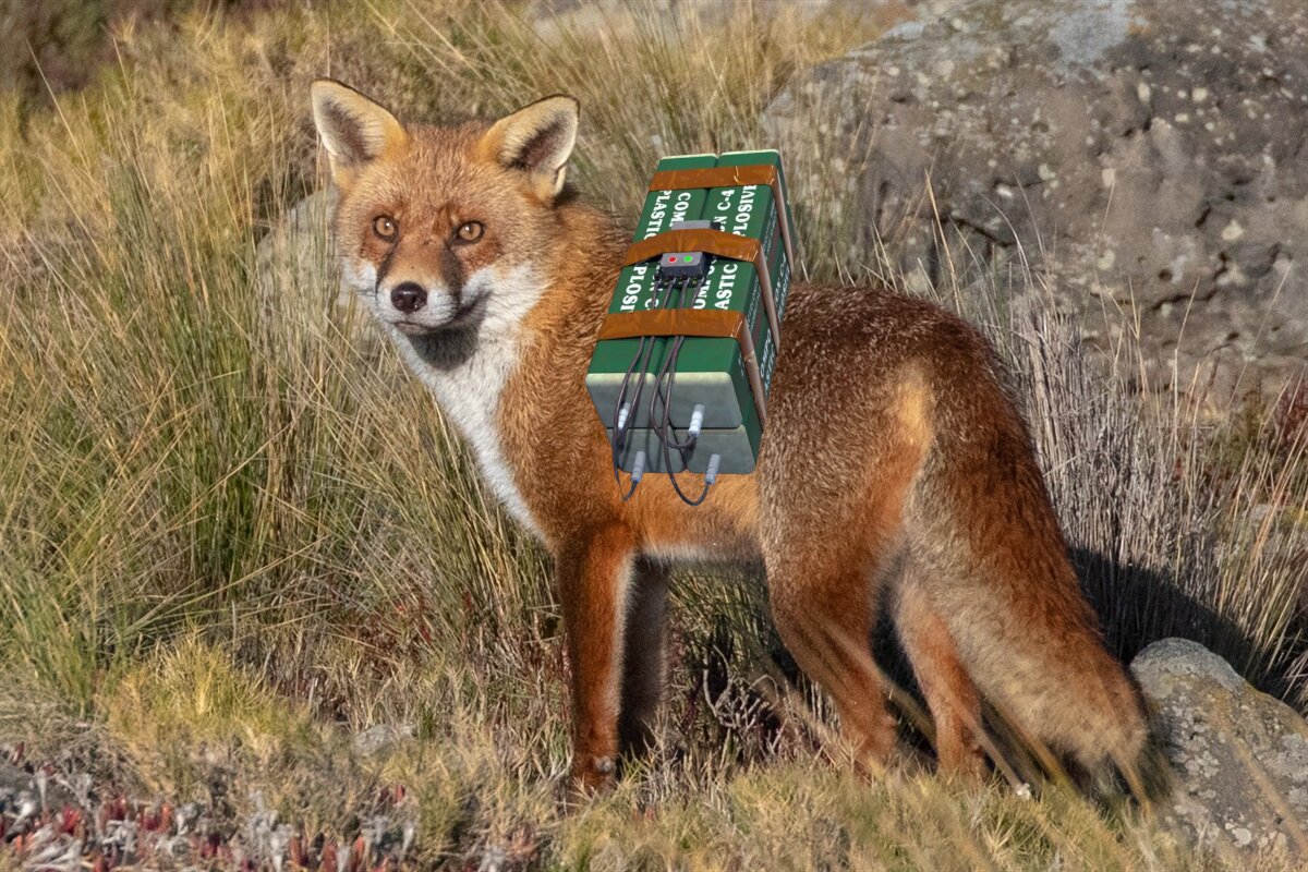 fox.jpg