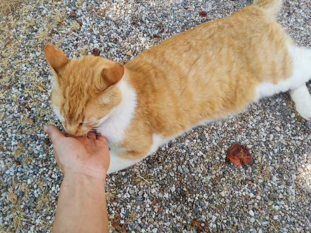 Kater.jpg