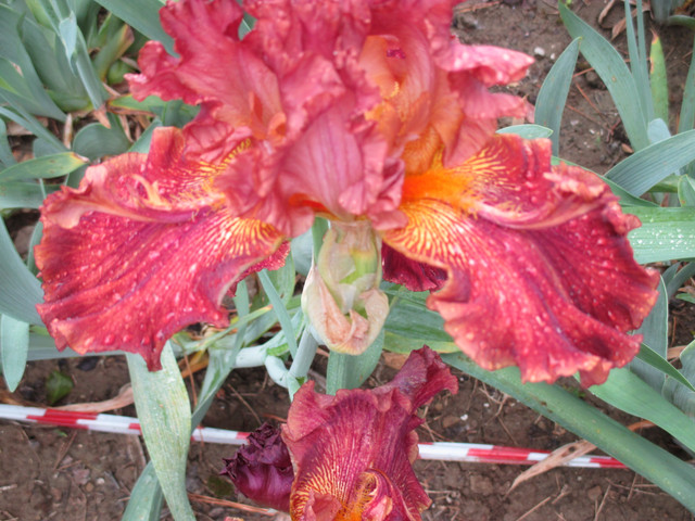 IMG 2645.jpg