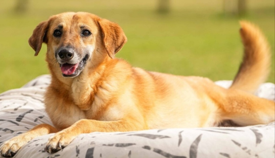 Small Mixed Breed