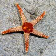 estrela do mar