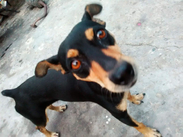 Perro