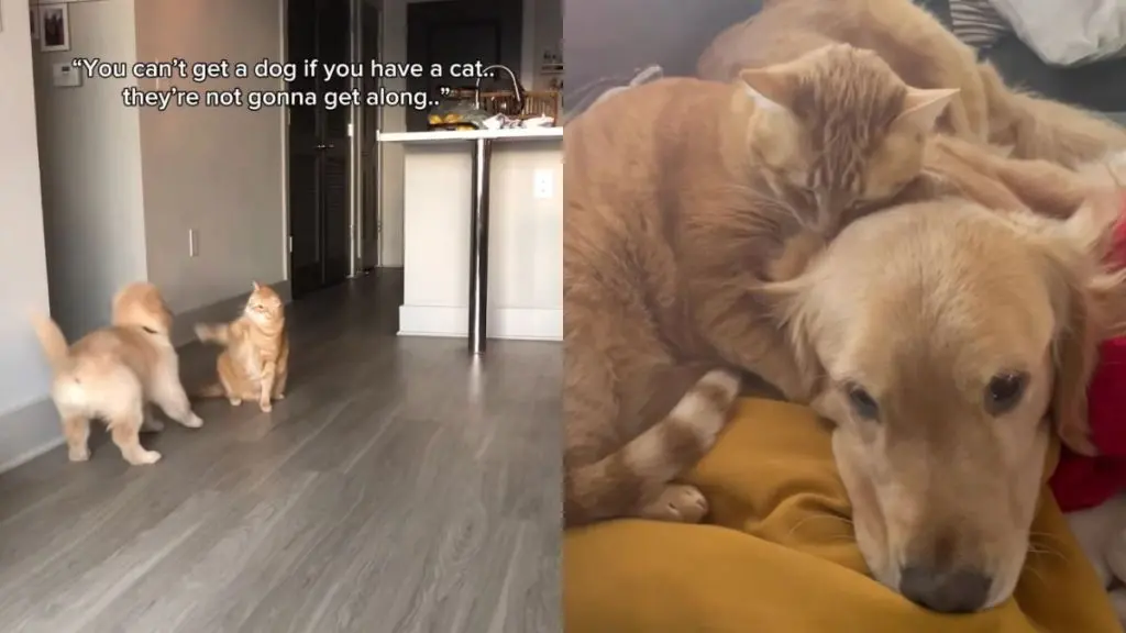 Unlikely Friends: Dog and Cat Defy Convention