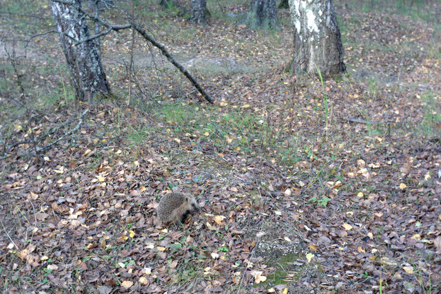 DSC7469-result.jpg