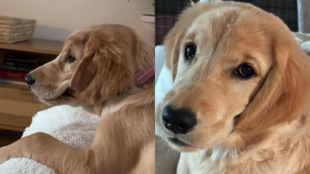 Golden Retriever Puppy's Ears Are Always Wet
