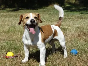 Top Jack Russell Activity Trackers for 2026