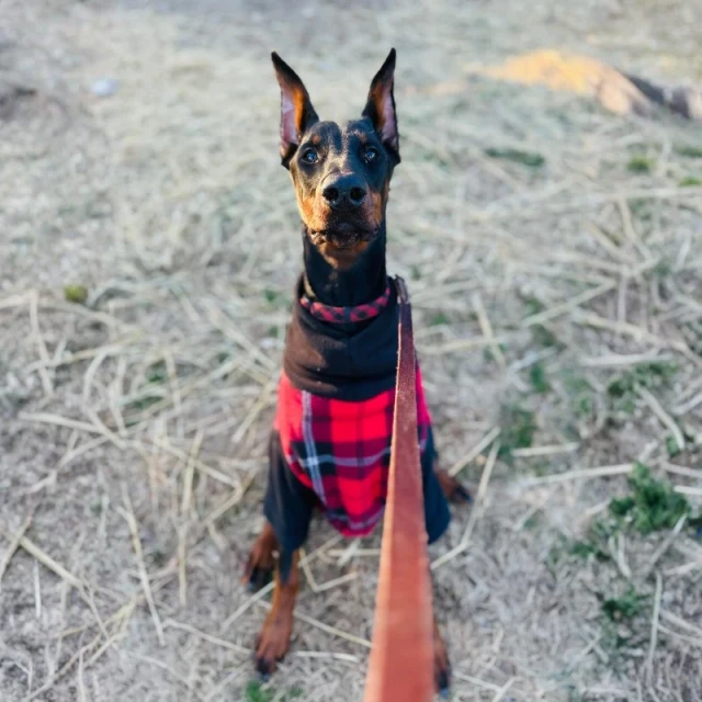 Hands-on dog training at Meadow Ridge in Rapid City