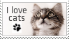 cat2