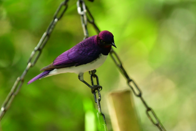 Amethyst starling at Copenhagen Zoo