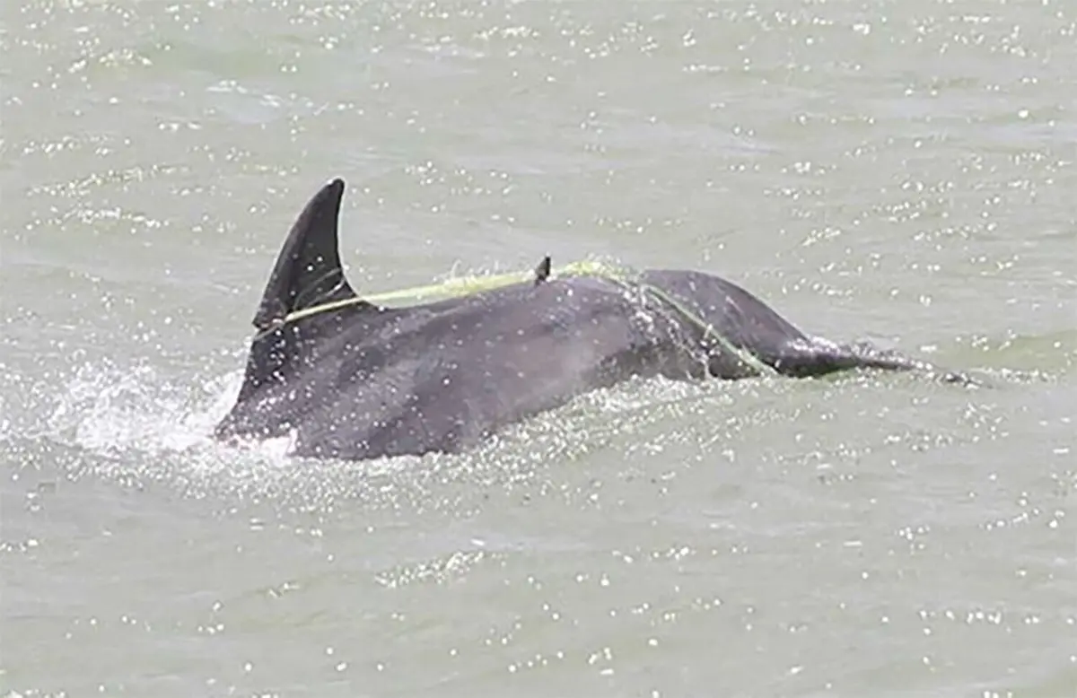 Whale Entanglements Cause Long-Term Suffering