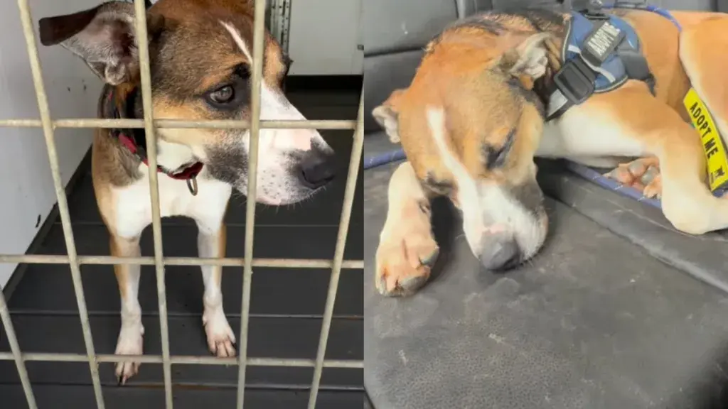 Shelter Dog Suffers After Being Abandoned by Family
