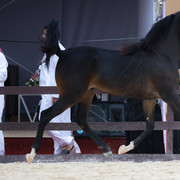 PB7A3261
