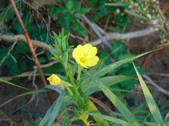 DSC07111.jpg