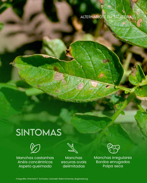Alternariose em Batata - sintomas