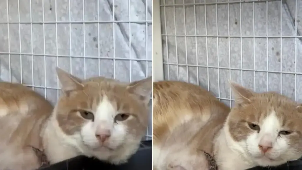 Shelter Cat Endures Hardship, Awaits Forever Home