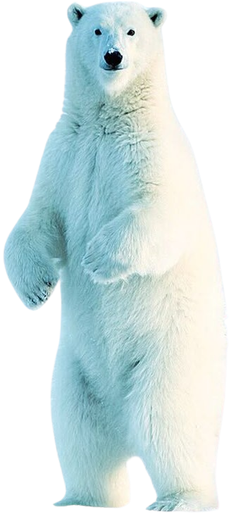 polar bear.png