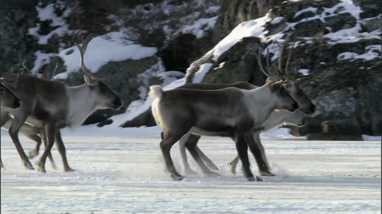 Frozen Planet Screenshot