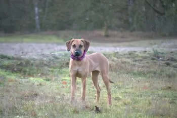 Essential Nutritional Support for Growing Rhodesian Ridgeback Puppies