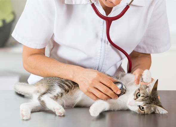 petmd-kitten-illnesses
