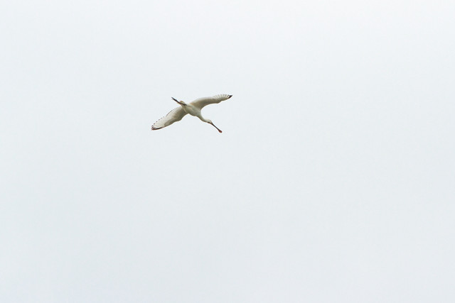 Samsung-215