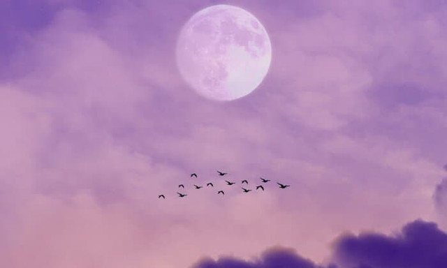 moon-birds