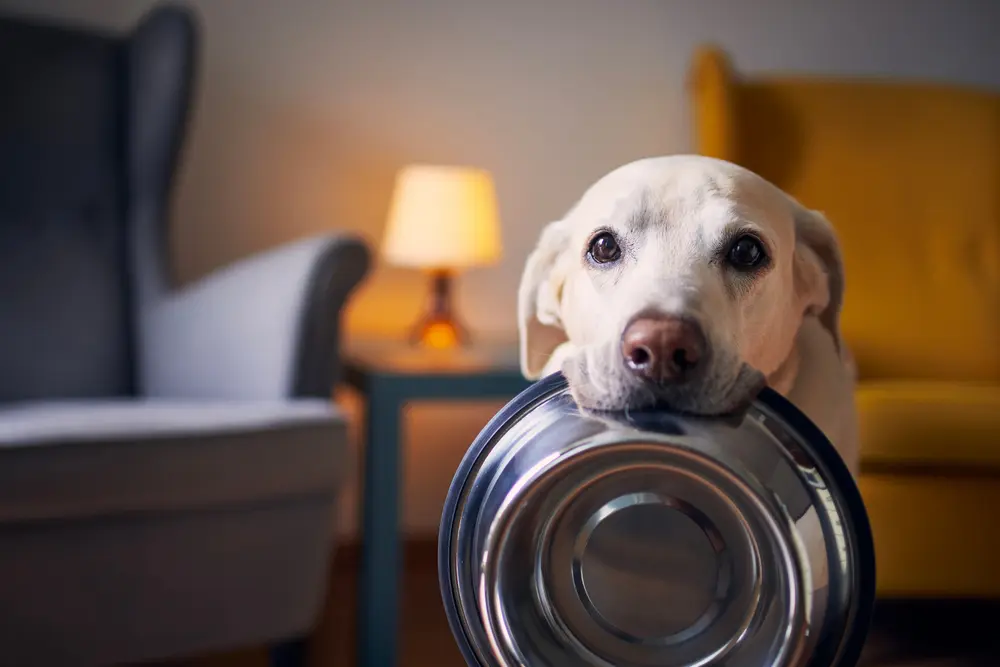 Never Run Out of Dog Supplies Again with Smart Planning