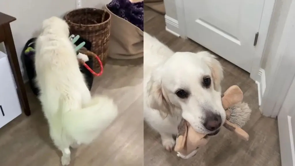 Golden Retriever Keeps Watch Over Sleeping Baby from Afar