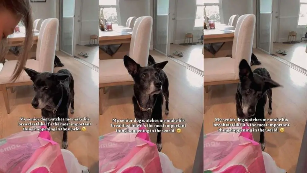 Faithful Canine Companion Gazes Adoringly at Owner