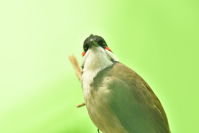 Red-whiskered bulbul at Copenhagen Zoo