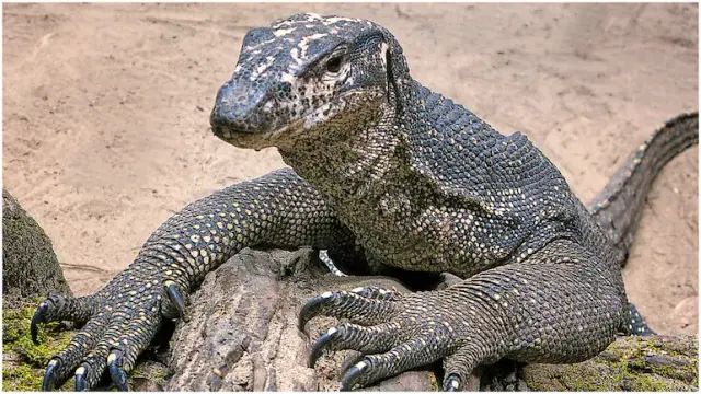 monitor-lizard