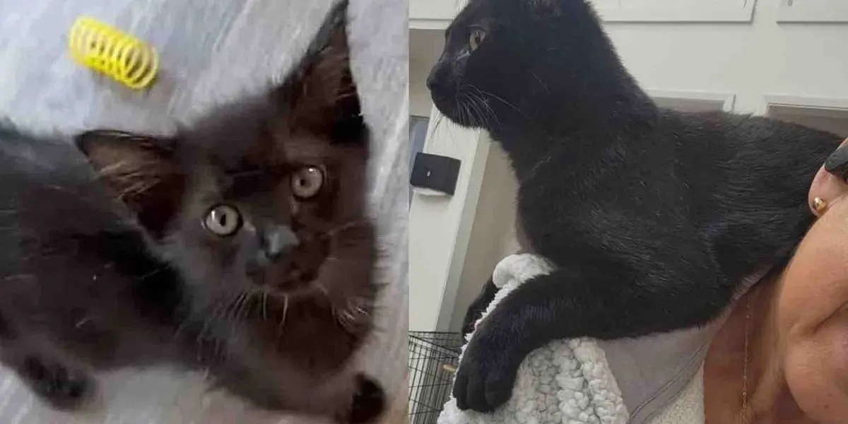 Fighter Kitten Thrives After Second Chance