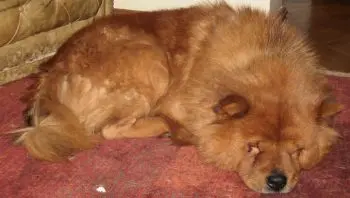 Relieving Itchy Chow Chows