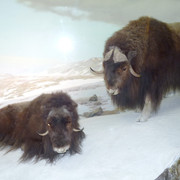 Muskox