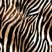 shutterstock 2382352325