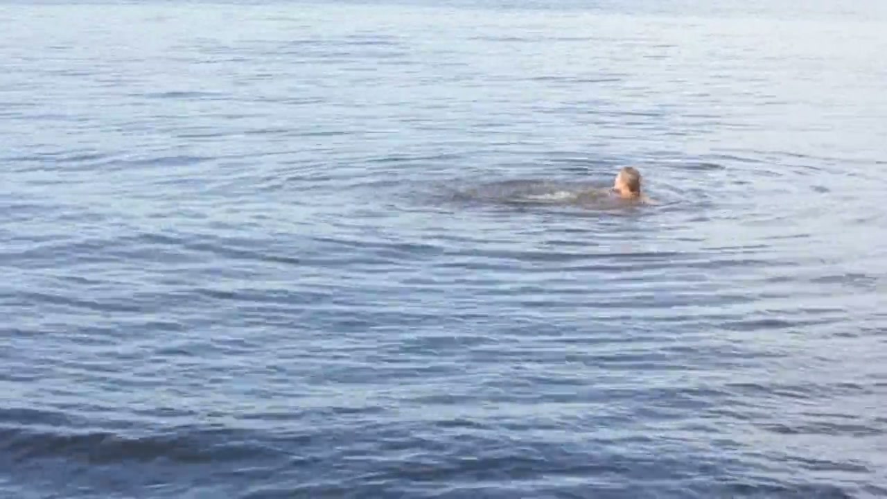 Jurassic Shark Screenshot