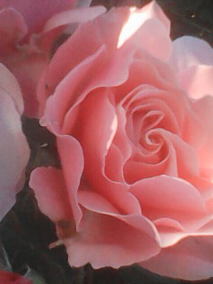 IMG0328A.jpg