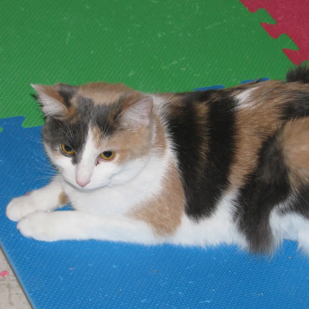 A Woman's Enduring Love for Her Feline Family