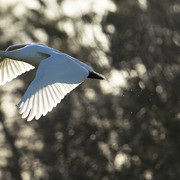 Schwan